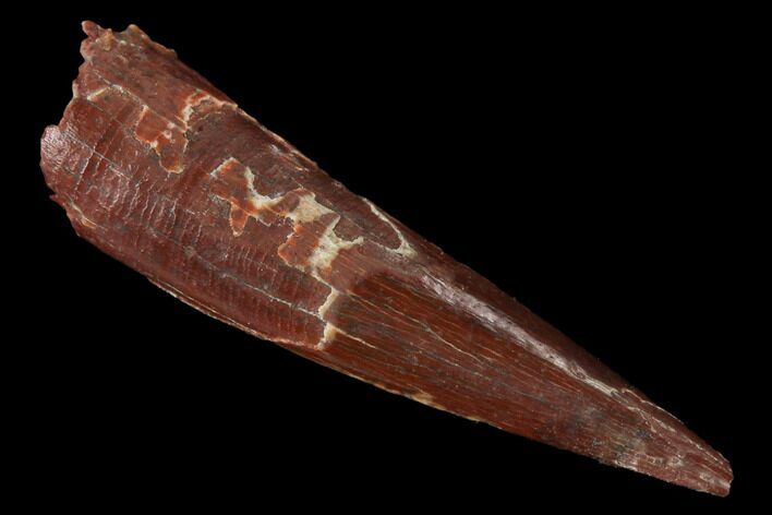 Fossil Pterosaur (Siroccopteryx) Tooth - Morocco #167126